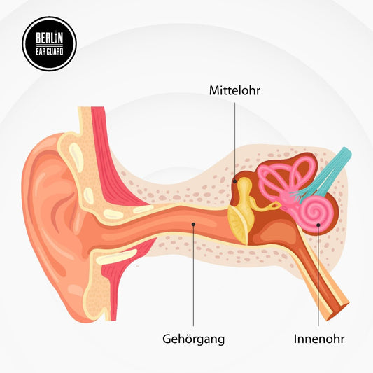 Das Ohr - Wie funktioniert das Hören? - BERLIN EAR GUARD® OHRSTÖPSEL SHOP