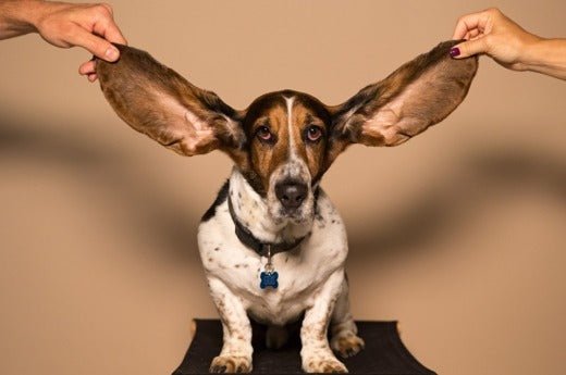 OHREN REINIGEN? MACHT DAS OHRENSCHMALZ GANZ ALLEINE! - BERLIN EAR GUARD® OHRSTÖPSEL SHOP